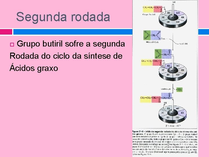 Segunda rodada Grupo butiril sofre a segunda Rodada do ciclo da síntese de Ácidos