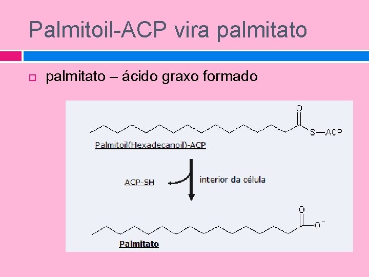 Palmitoil-ACP vira palmitato – ácido graxo formado 