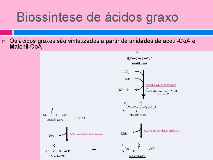 Biossintese de ácidos graxo Os ácidos graxos são sintetizados a partir de unidades de