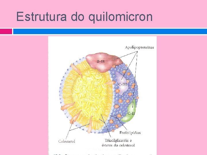 Estrutura do quilomicron 