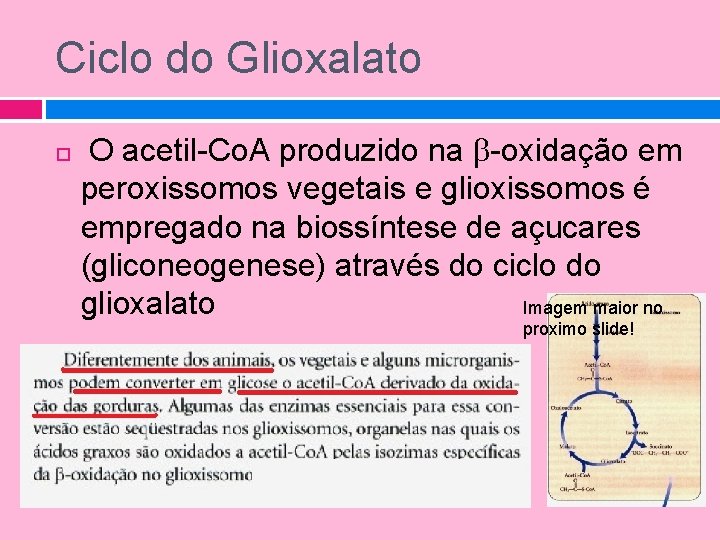 Ciclo do Glioxalato O acetil-Co. A produzido na -oxidação em peroxissomos vegetais e glioxissomos