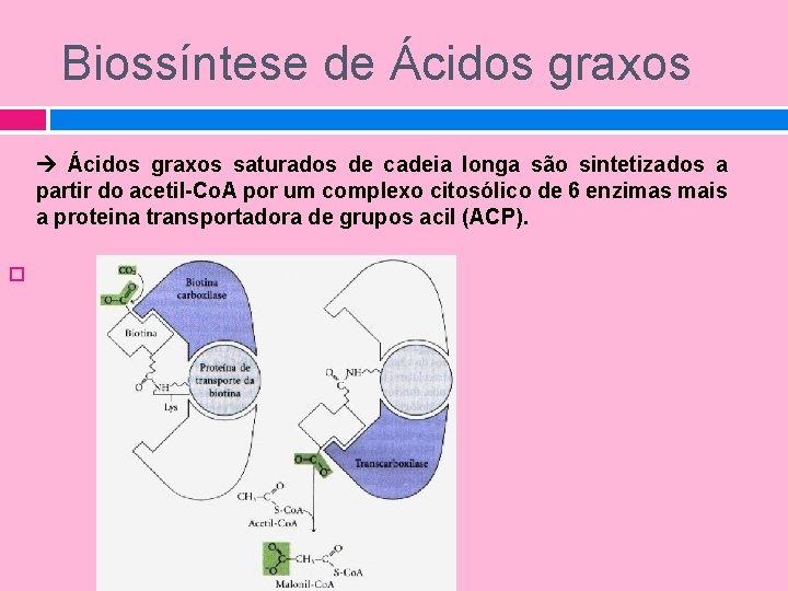 Biossíntese de Ácidos graxos saturados de cadeia longa são sintetizados a partir do acetil-Co.