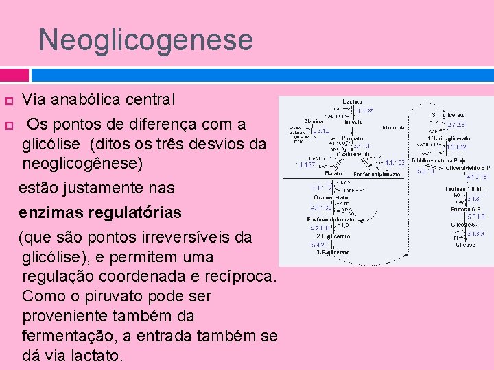 Neoglicogenese Via anabólica central Os pontos de diferença com a glicólise (ditos os três