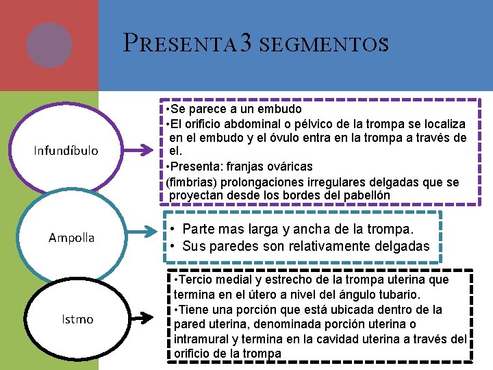P RESENTA 3 SEGMENTOS: Infundíbulo Ampolla Istmo • Se parece a un embudo •