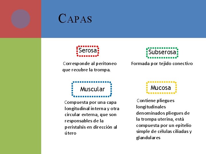 C APAS Serosa Corresponde al peritoneo que recubre la trompa. Muscular Compuesta por una