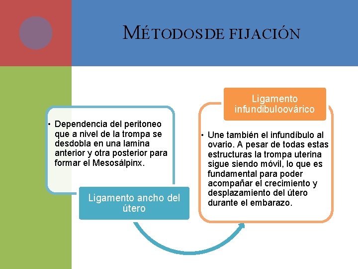 M ÉTODOS DE FIJACIÓN Ligamento infundibuloovárico • Dependencia del peritoneo que a nivel de