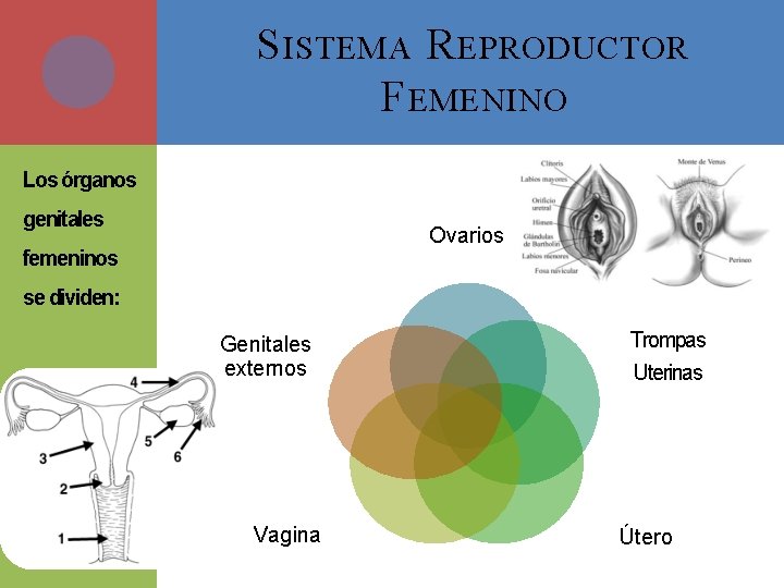 S ISTEMA R EPRODUCTOR F EMENINO Los órganos genitales Ovarios femeninos se dividen: Genitales