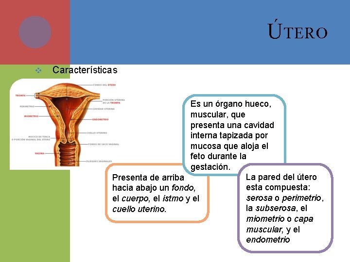 Ú TERO v Características Es un órgano hueco, muscular, que presenta una cavidad interna