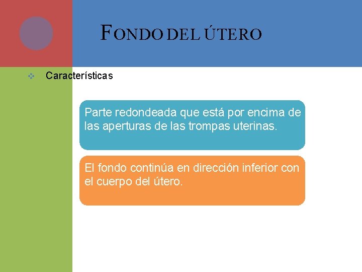 F ONDO DEL ÚTERO v Características Parte redondeada que está por encima de las
