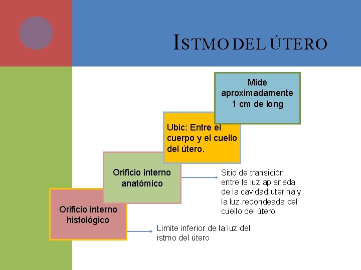 I STMO DEL ÚTERO Mide aproximadamente 1 cm de long Ubic: Entre el cuerpo