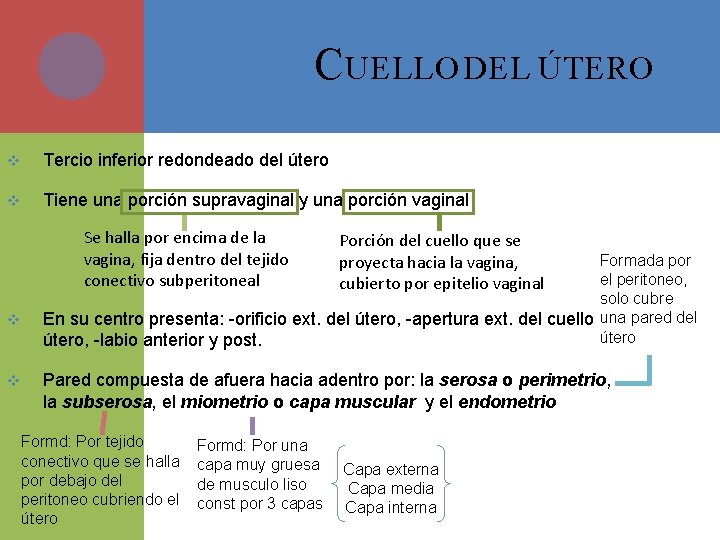 C UELLO DEL ÚTERO v Tercio inferior redondeado del útero v Tiene una porción