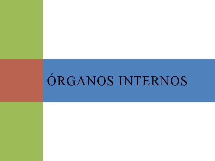 ÓRGANOS INTERNOS 