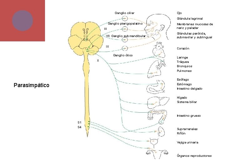 Ganglio ciliar Ojo Glándula lagrimal Ganglio pterigopalatino III VII Ganglio submandibular IX Glándulas parótida,