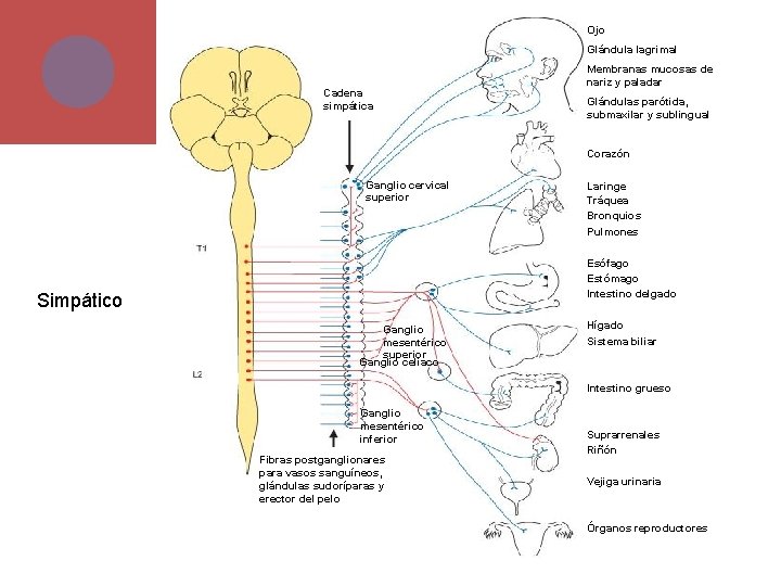 Ojo Glándula lagrimal Cadena simpática Membranas mucosas de nariz y paladar Glándulas parótida, submaxilar