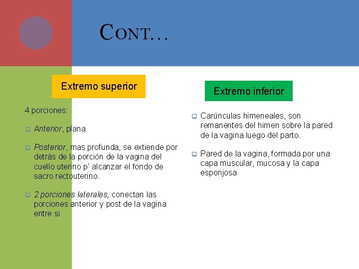 C ONT… Extremo superior 4 porciones: q Anterior, plana q Posterior, mas profunda, se