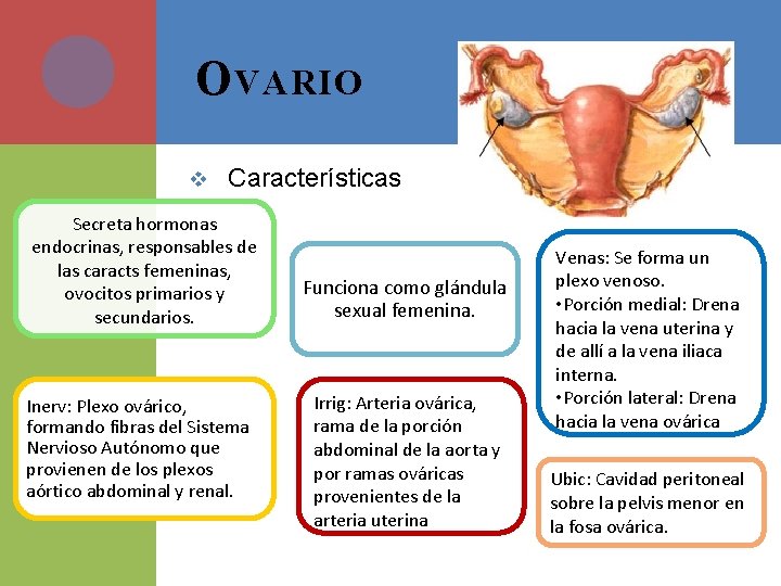 O VARIO v Características Secreta hormonas endocrinas, responsables de las caracts femeninas, ovocitos primarios