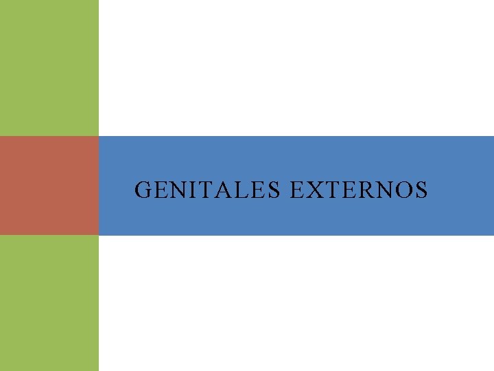 GENITALES EXTERNOS 