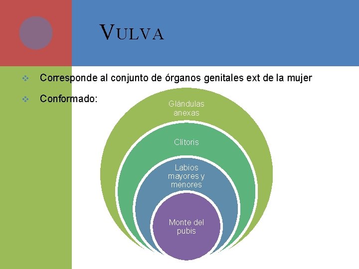 V ULVA v Corresponde al conjunto de órganos genitales ext de la mujer v