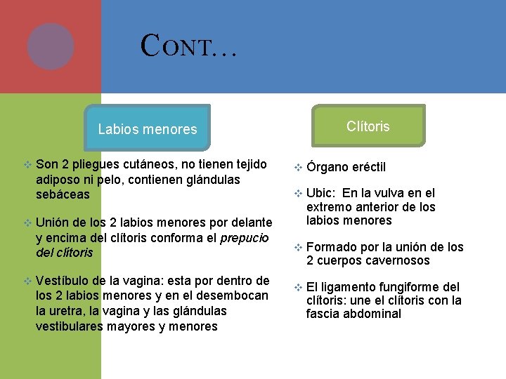 C ONT… Clítoris Labios menores v v v Son 2 pliegues cutáneos, no tienen