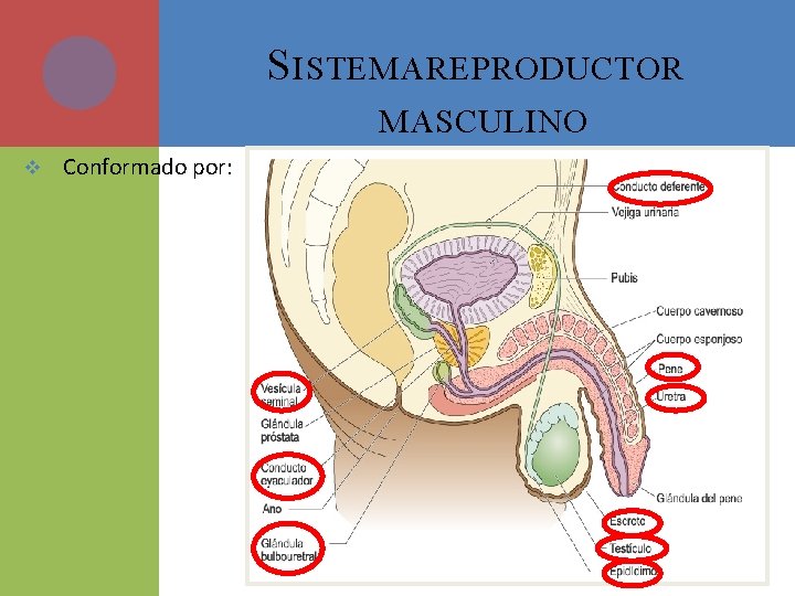 S ISTEMA REPRODUCTOR MASCULINO v Conformado por: 