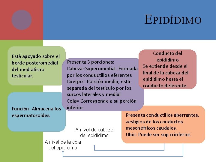 E PIDÍDIMO Está apoyado sobre el borde posteromedial del mediatisno testicular. Función: Almacena los