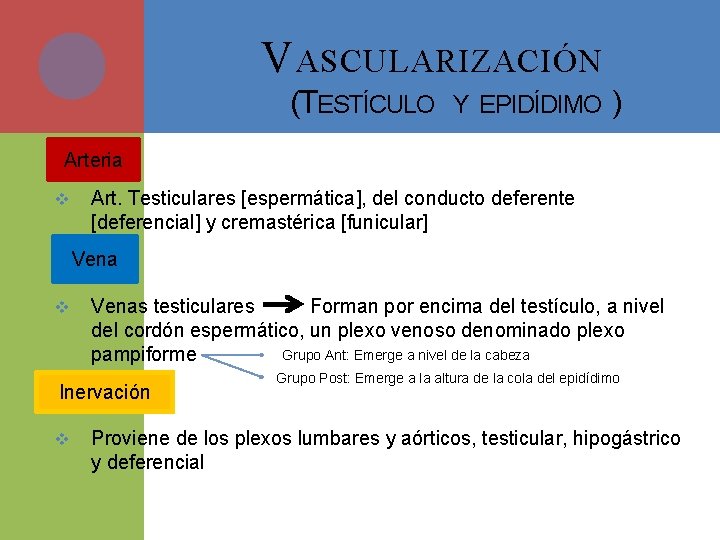 V ASCULARIZACIÓN (TESTÍCULO Y EPIDÍDIMO ) Arteria v Art. Testiculares [espermática], del conducto deferente