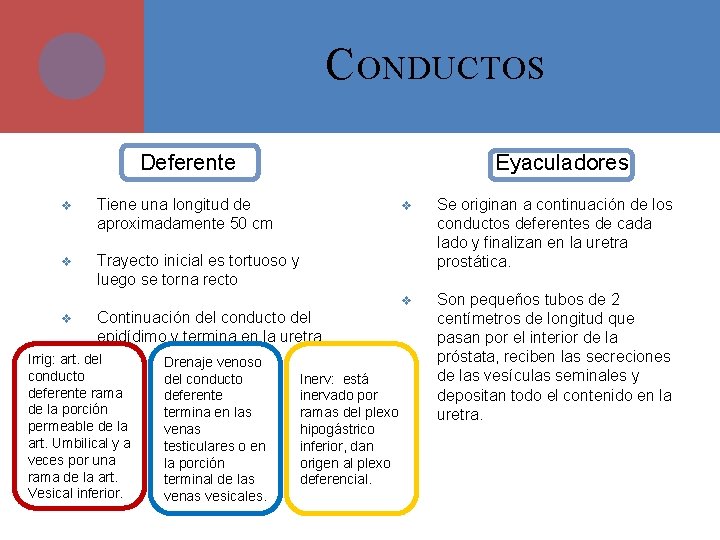 C ONDUCTOS Deferente v Tiene una longitud de aproximadamente 50 cm v Trayecto inicial