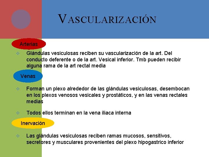 V ASCULARIZACIÓN Arterias v Glándulas vesiculosas reciben su vascularización de la art. Del conducto