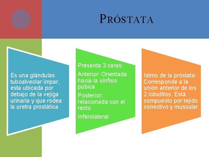 P RÓSTATA Es una glándulas tuboalveolar impar, esta ubicada por debajo de la vejiga