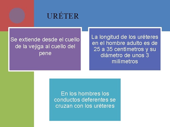 URÉTER Se extiende desde el cuello de la vejiga al cuello del pene La