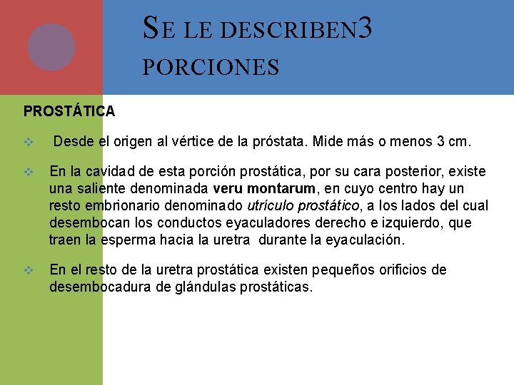 S E LE DESCRIBEN 3 PORCIONES PROSTÁTICA v Desde el origen al vértice de