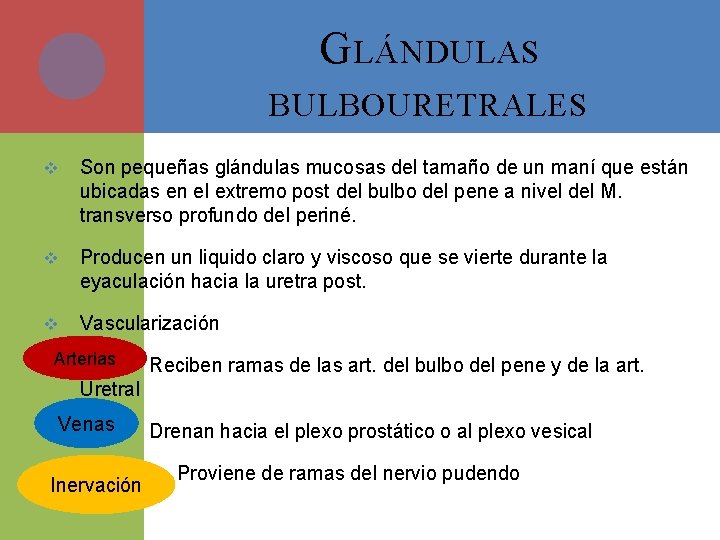 G LÁNDULAS BULBOURETRALES v Son pequeñas glándulas mucosas del tamaño de un maní que