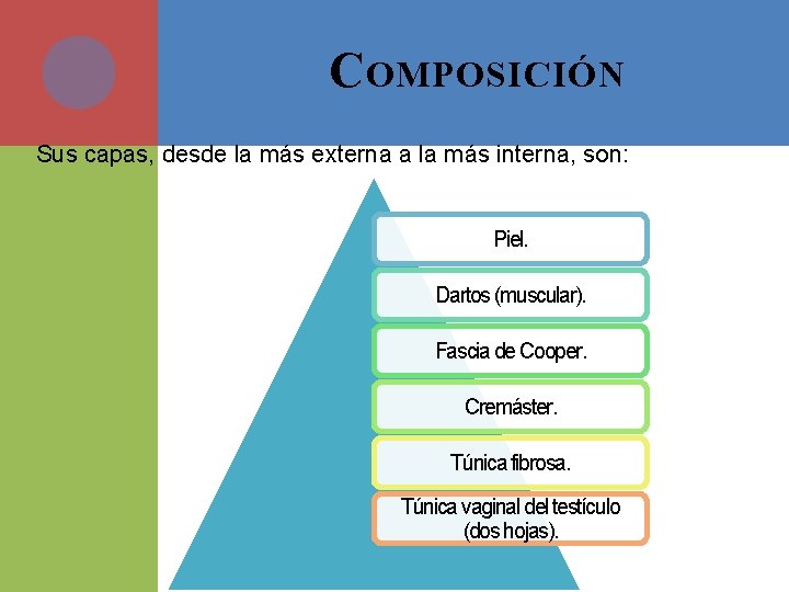 C OMPOSICIÓN Sus capas, desde la más externa a la más interna, son: Piel.