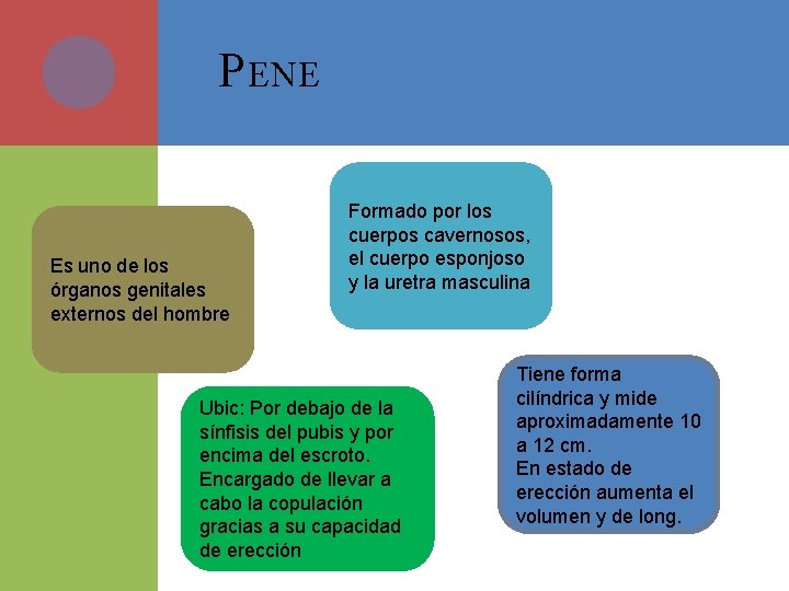 P ENE Es uno de los órganos genitales externos del hombre Formado por los