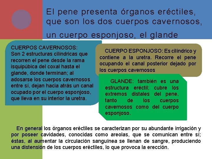 El pene presenta órganos eréctiles, que son los dos cuerpos cavernosos, un cuerpo esponjoso,