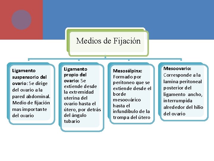 Medios de Fijación Ligamento suspensorio del ovario: Se dirige del ovario a la pared