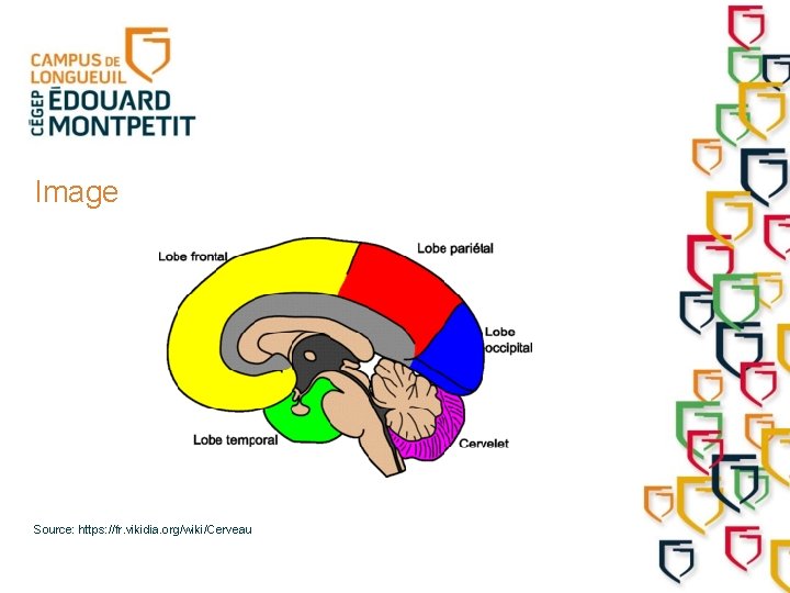 Image Source: https: //fr. vikidia. org/wiki/Cerveau 