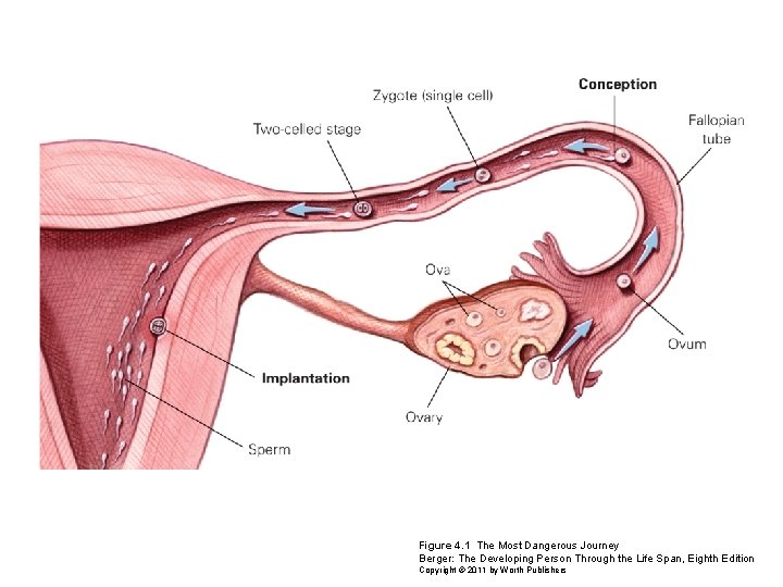 Figure 4. 1 The Most Dangerous Journey Berger: The Developing Person Through the Life