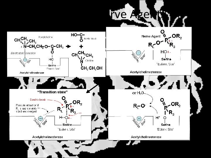 Action of Nerve Agents 