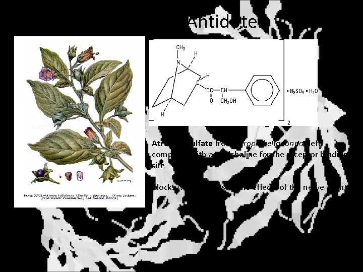 Nerve Gas Antidotes Atropine sulfate from Atropa belladonna (left) competes with acetylcholine for the