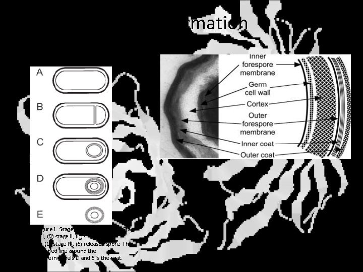 Spore formation Figure 1. Stages of sporulation. (A) Stage 0/I, (B) stage II, (C)