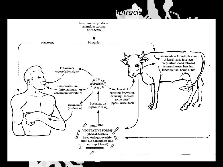 Bacillus anthracis 