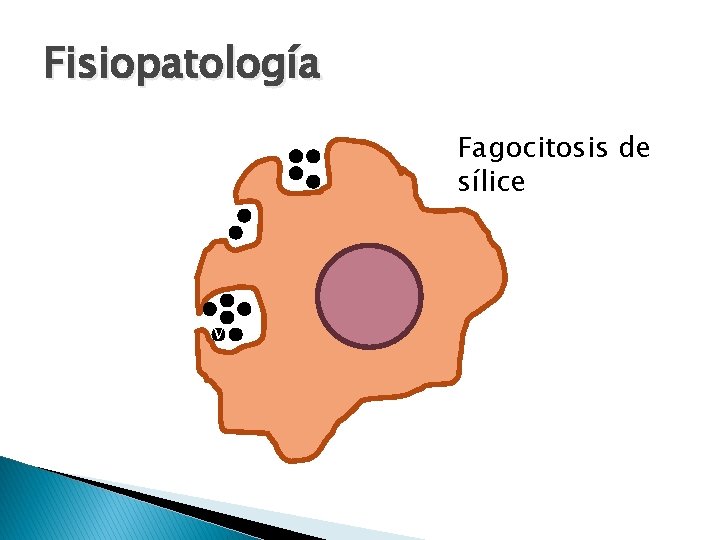 Fisiopatología Fagocitosis de sílice v 