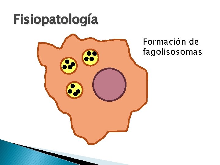 Fisiopatología Formación de fagolisosomas 