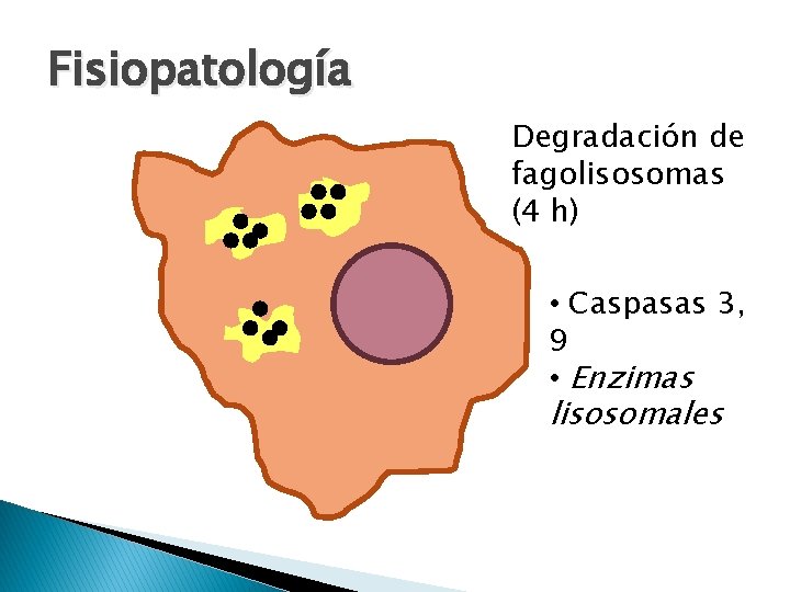 Fisiopatología Degradación de fagolisosomas (4 h) • Caspasas 3, 9 • Enzimas lisosomales 