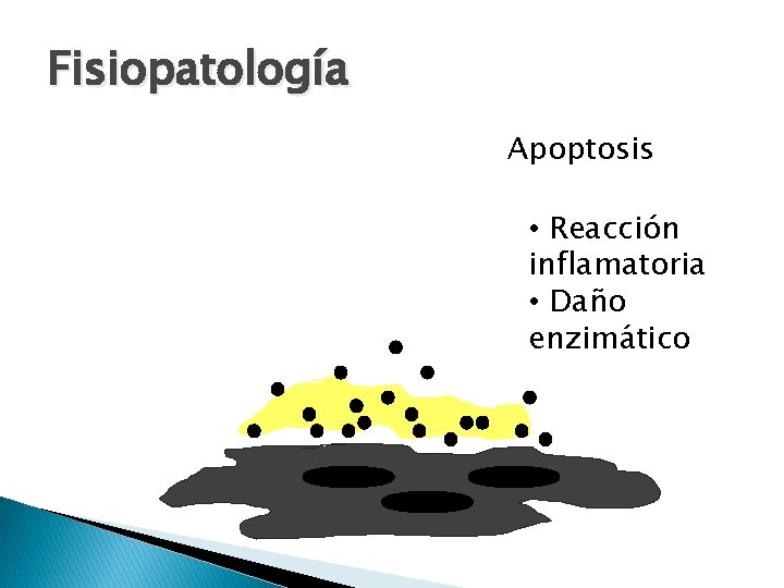 Fisiopatología Apoptosis • Reacción inflamatoria • Daño enzimático 