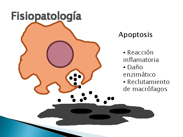 Fisiopatología Apoptosis • Reacción inflamatoria • Daño enzimático • Reclutamiento de macrófagos 