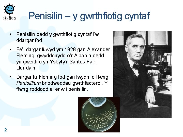 Penisilin – y gwrthfiotig cyntaf • Penisilin oedd y gwrthfiotig cyntaf i’w ddarganfod. •