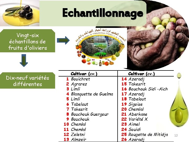 Echantillonnage Vingt-six échantillons de fruits d'oliviers Dix-neuf variétés différentes 1 2 3 4 5