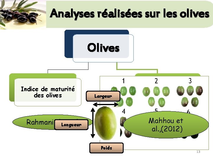 Analyses réalisées sur les olives Olives Indice de maturité des olives Largeur Analyses pomologiques